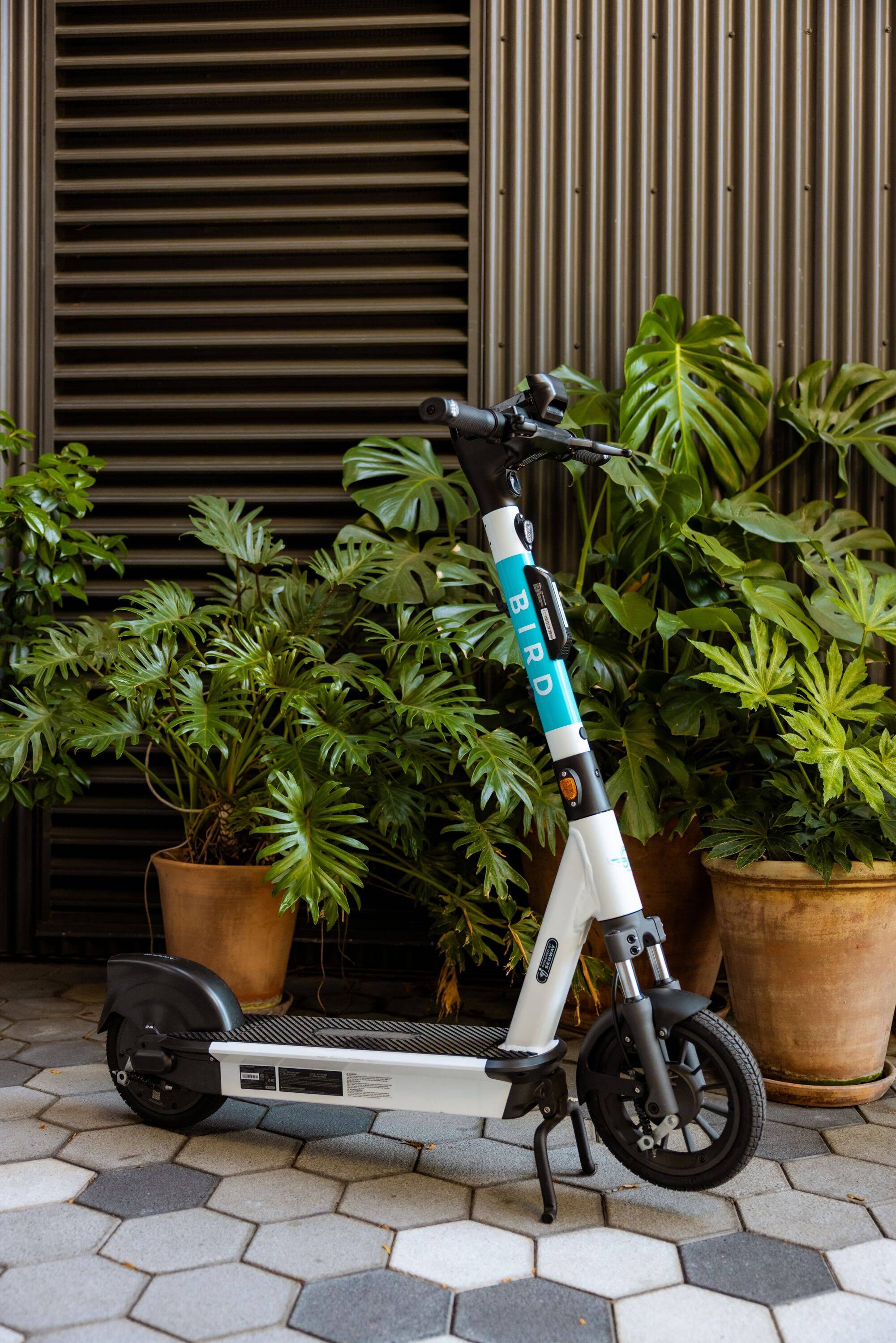 A Bird e-scooter parked on a tiled sidewalk beside potted plants